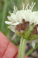 Image of Cephalaria galpiniana Szabo