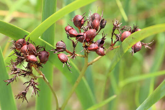 Image of Haemodorum coccineum R. Br.