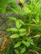 Image of western water hemlock