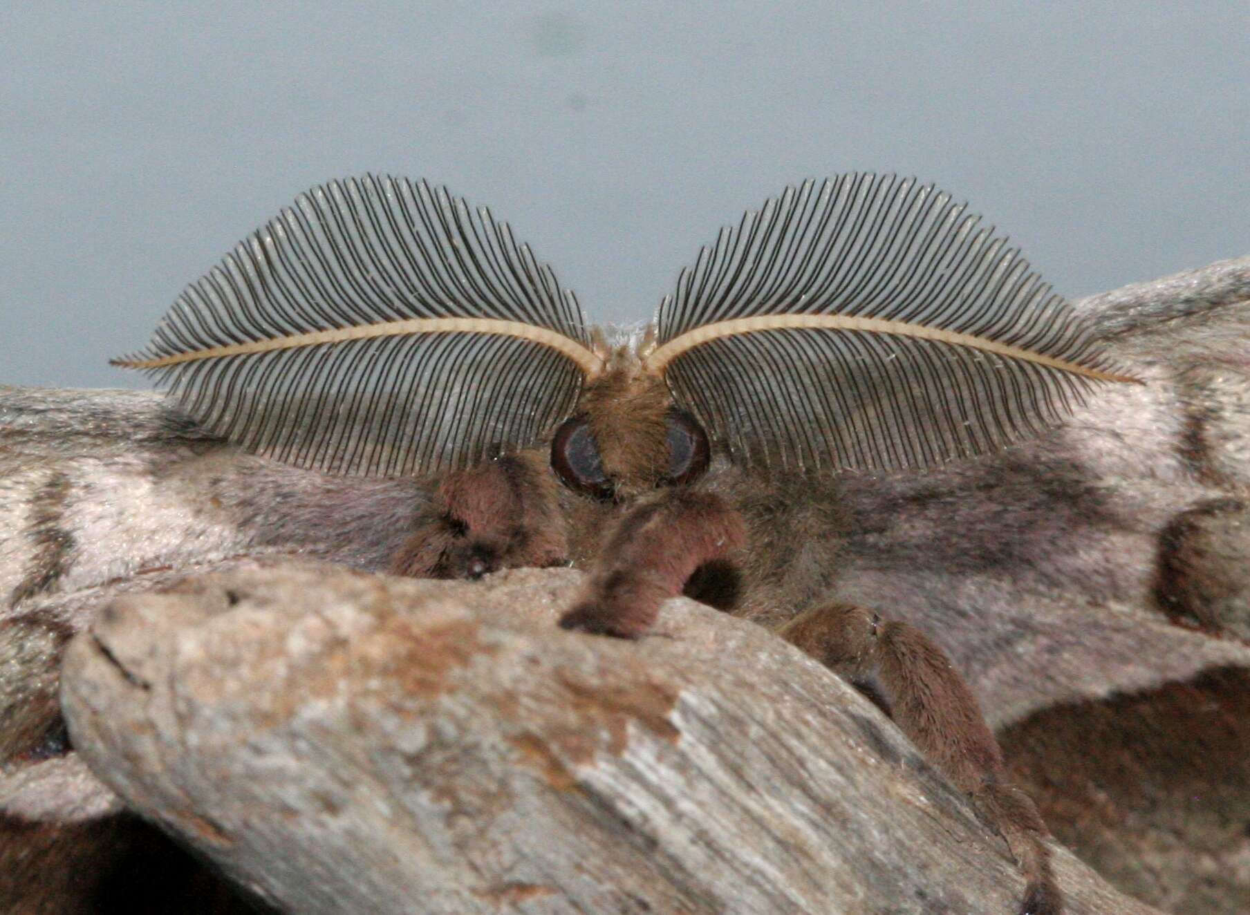 Image of Antheraea subgen. Telea Hübner (1819)