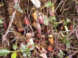 Слика од Nepenthes villosa Hook. fil.