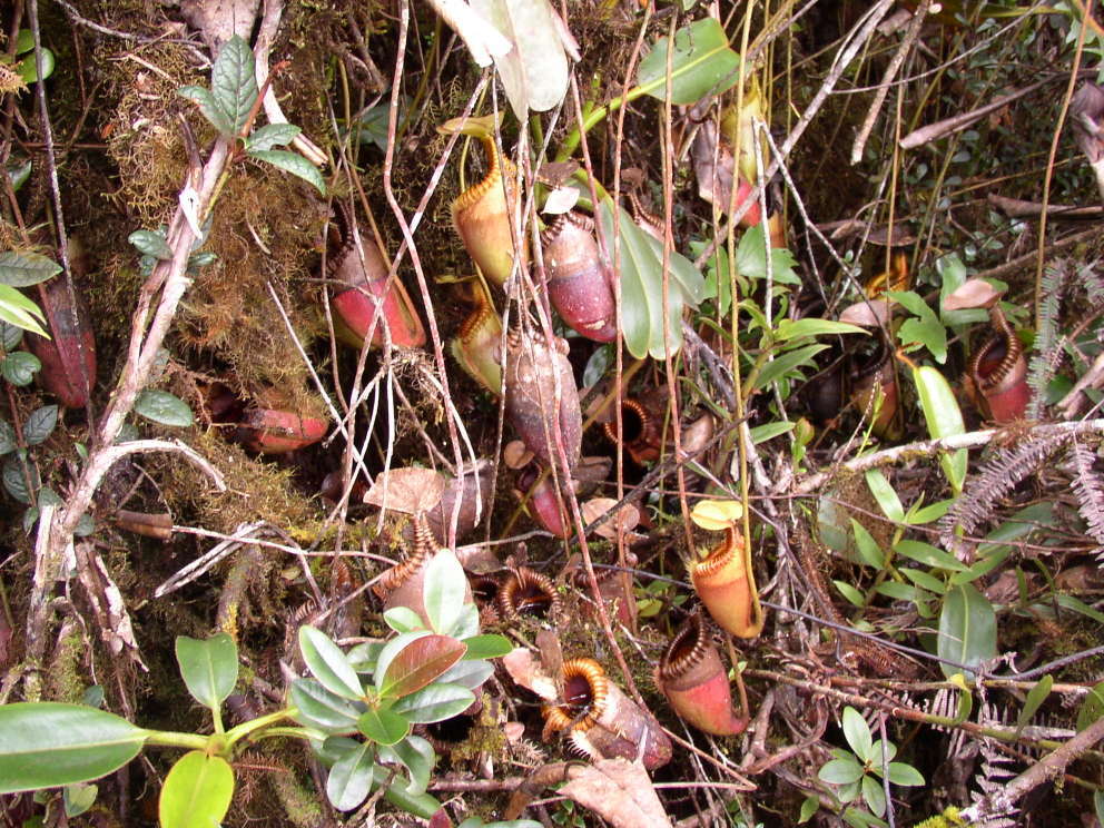 Слика од Nepenthes villosa Hook. fil.