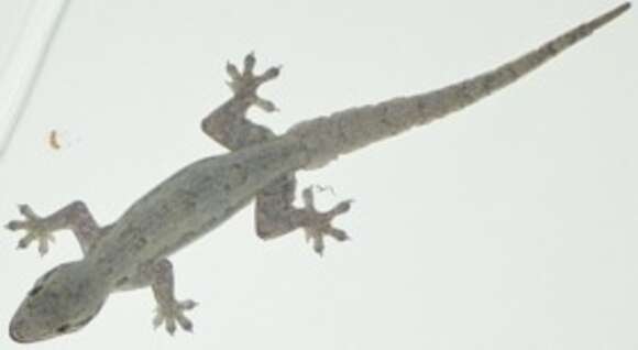 Image of Common House Gecko