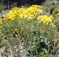 Image of Senecio crenatus Thunb.