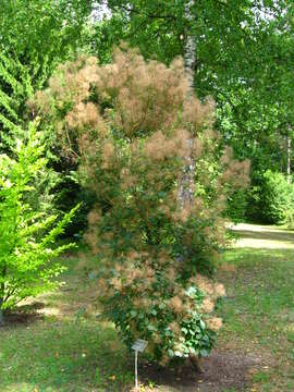 Image de "Arbre à perruque, Sumac Fustet"