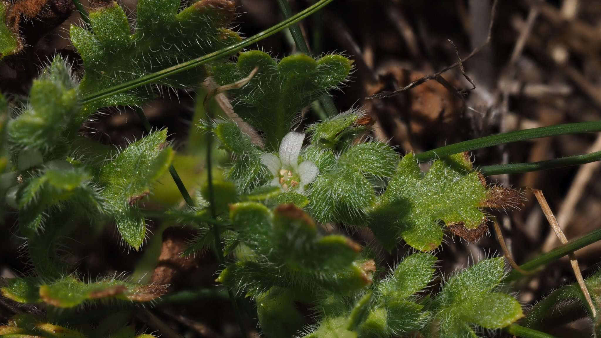 Imagem de Nemophila pedunculata Dougl. ex Benth.