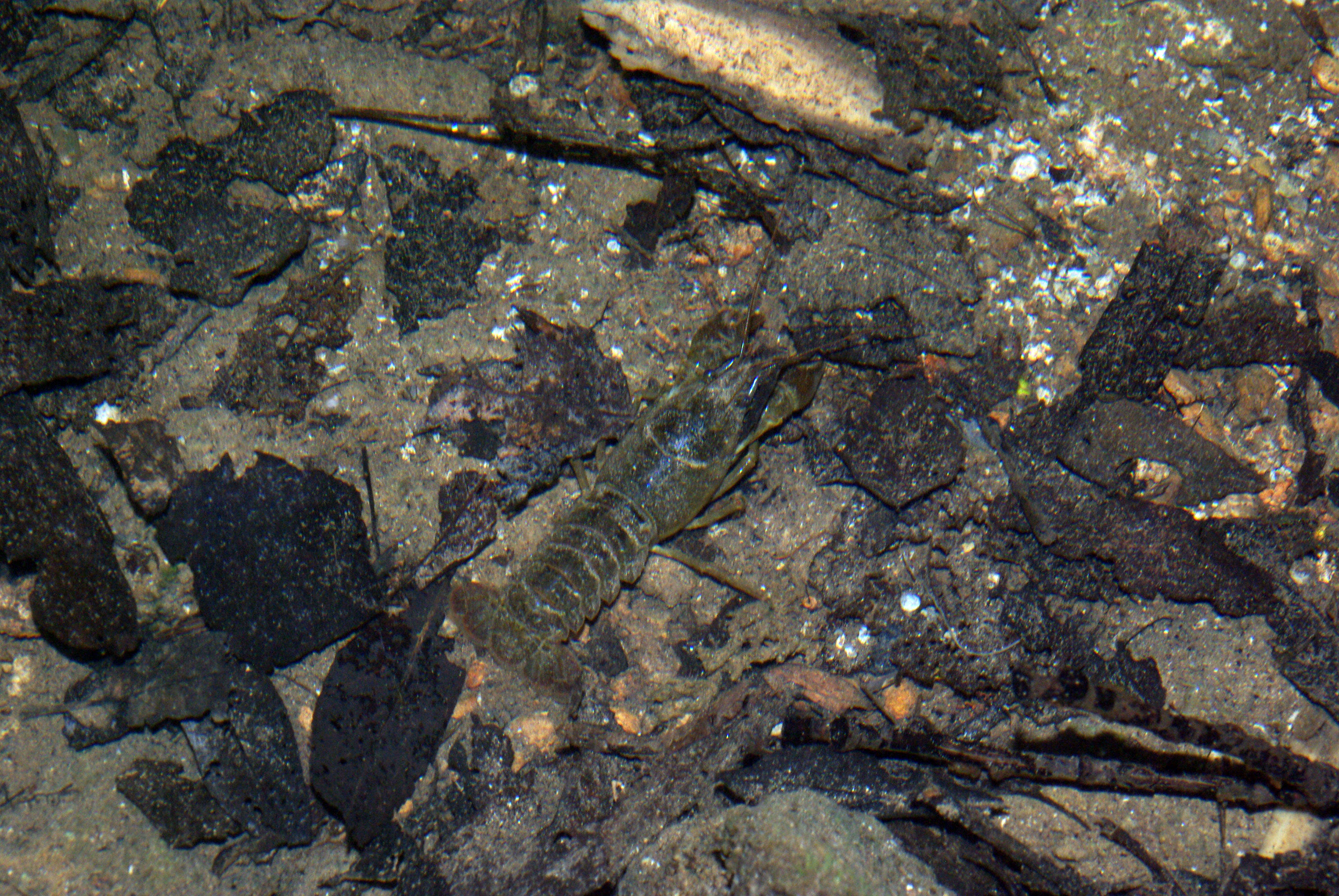 Image of Austropotamobius pallipes