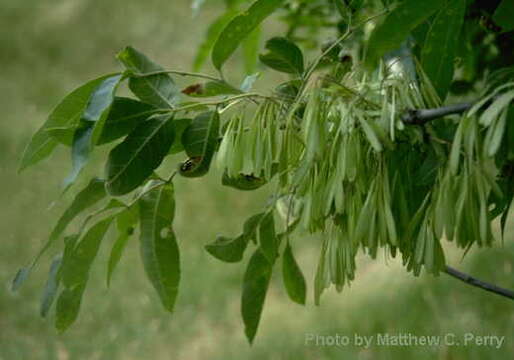 Image of American Ash