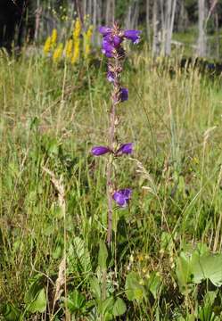 Image of Mt. Graham beardtongue