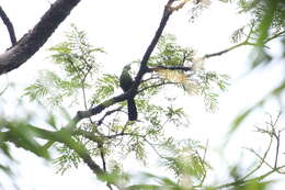 Image of Green Turaco