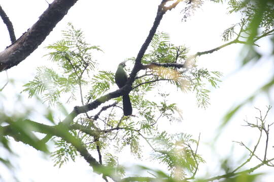 Image of Green Turaco