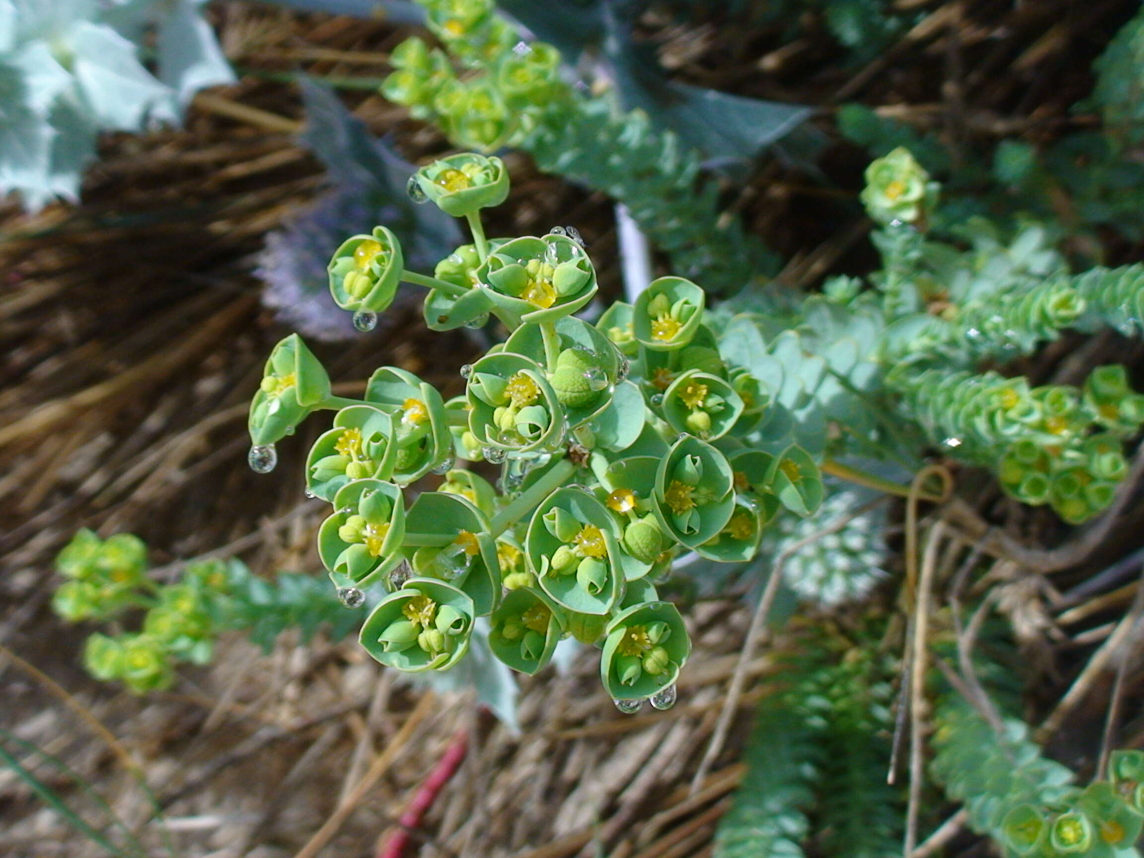 Image of sea spurge