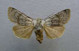 صورة Agrotis simplonia Geyer 1832