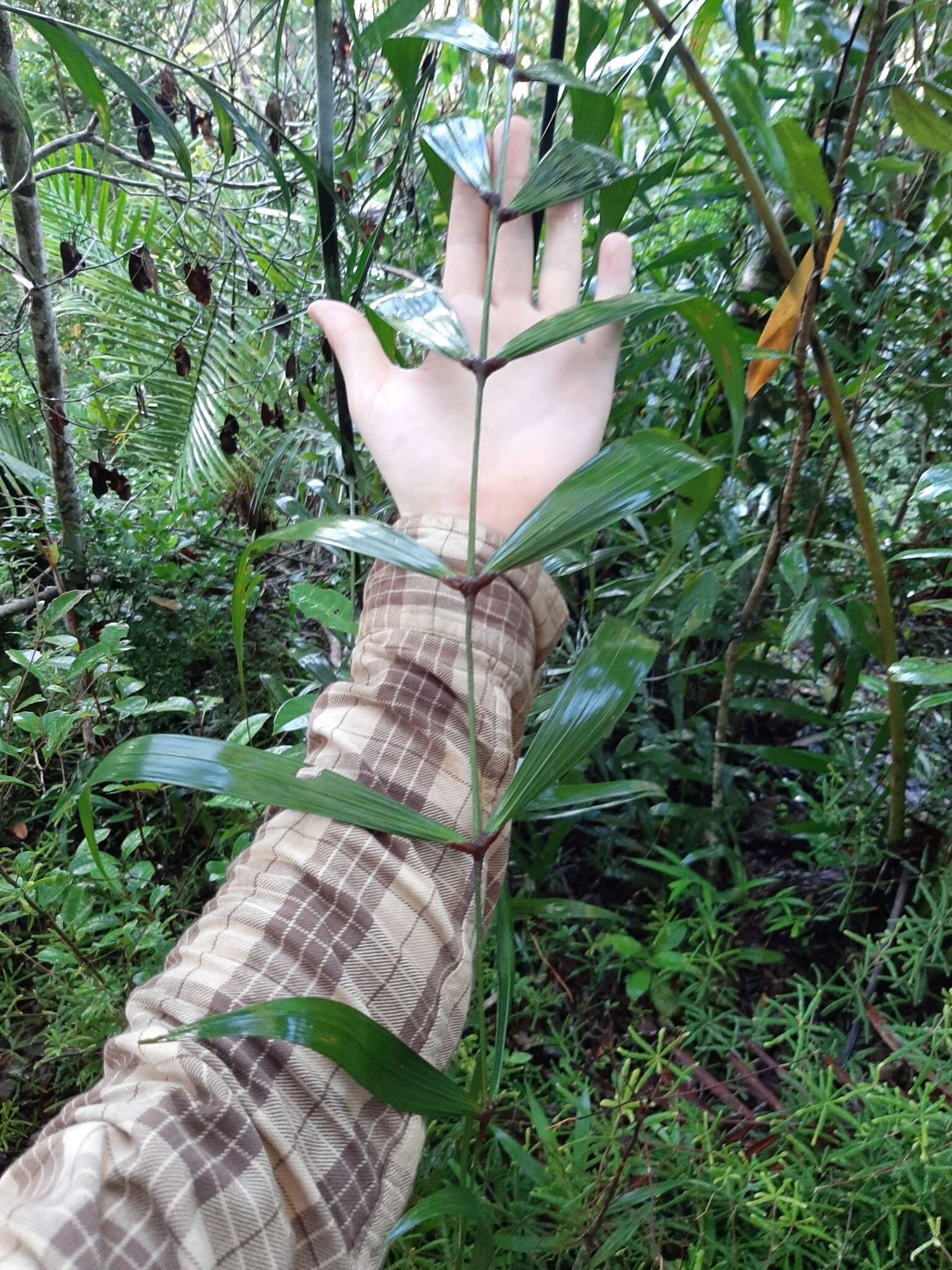 Image of Dypsis scandens J. Dransf.