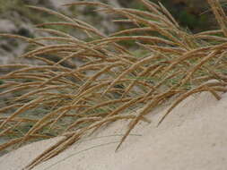 Image of European beachgrass