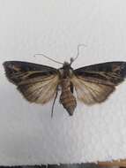 صورة Agrotis trifurca Eversmann 1837