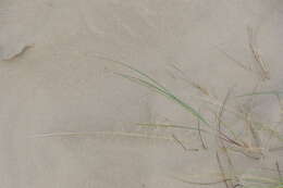 Image of European beachgrass