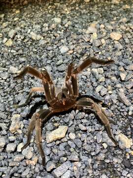 Image of Barking Birdeater Tarantula