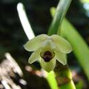 Plancia ëd Scaphyglottis modesta (Rchb. fil.) Schltr.