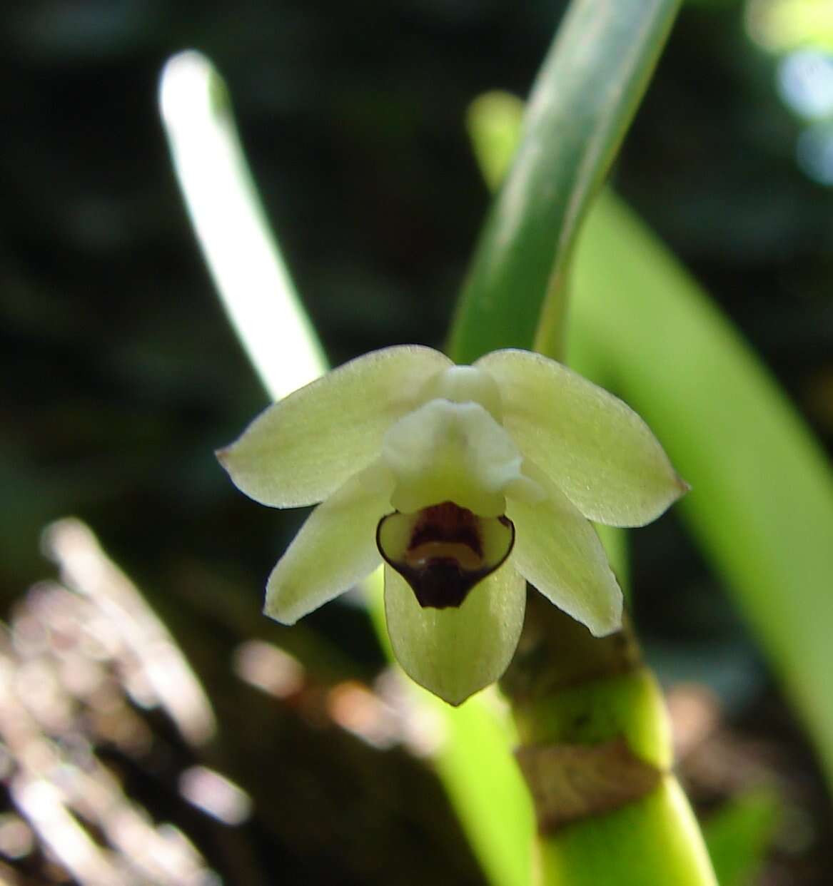 Image of Malaysian orchid