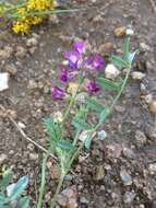 Image of groundcover milkvetch