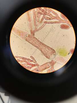 Image de Pleonosporium vancouverianum