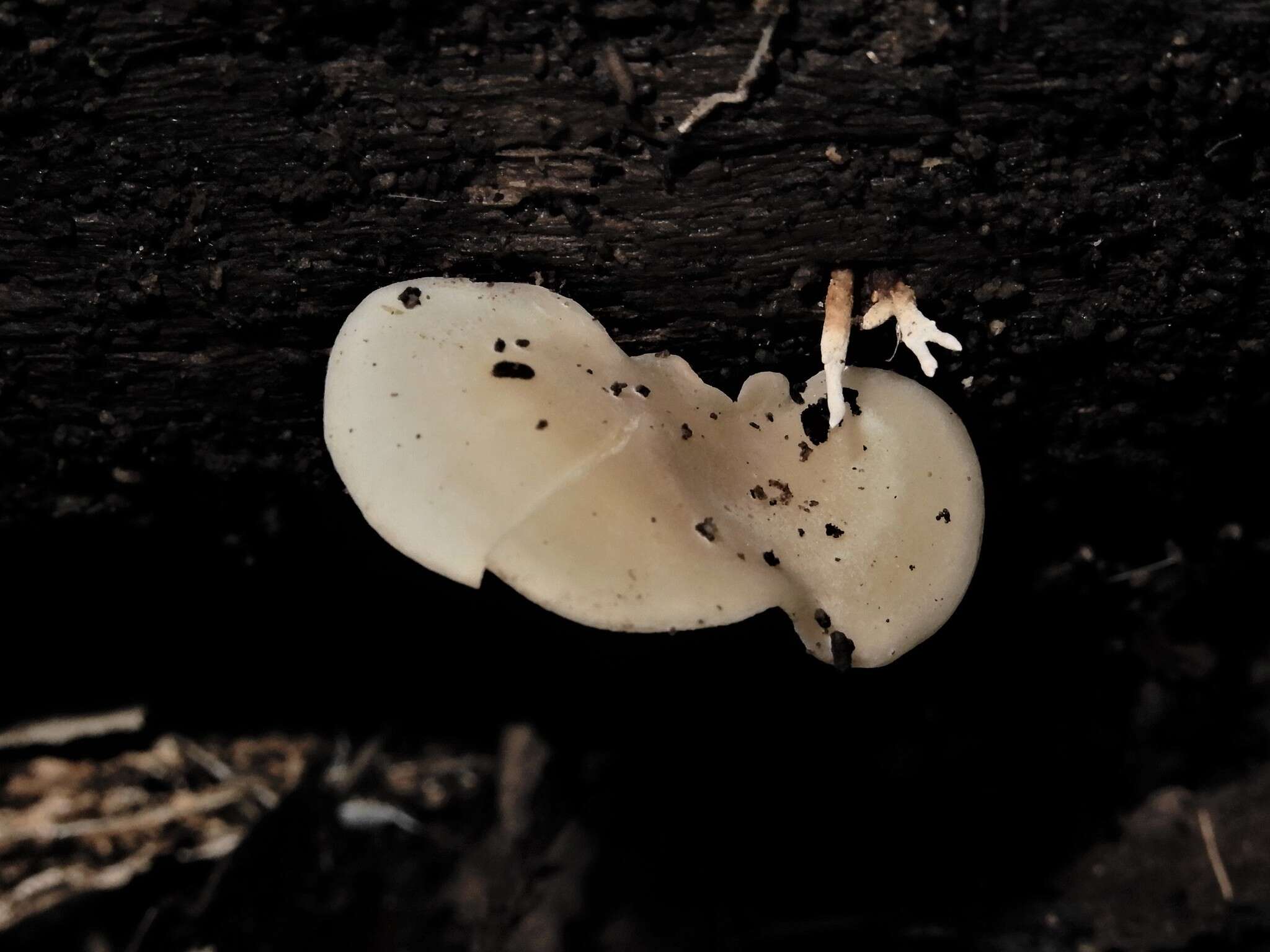 Image of Pleurocollybia cremea (G. Stev.) E. Horak 1971