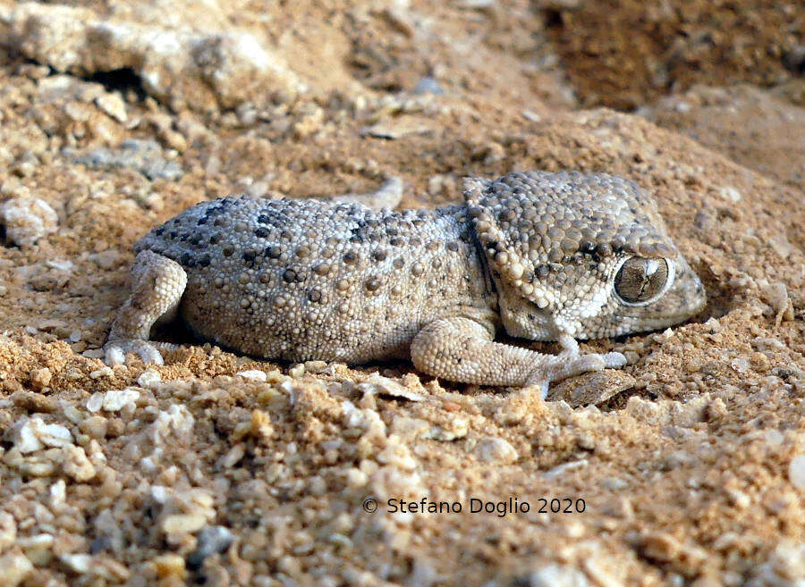 Image of Helmeted gecko