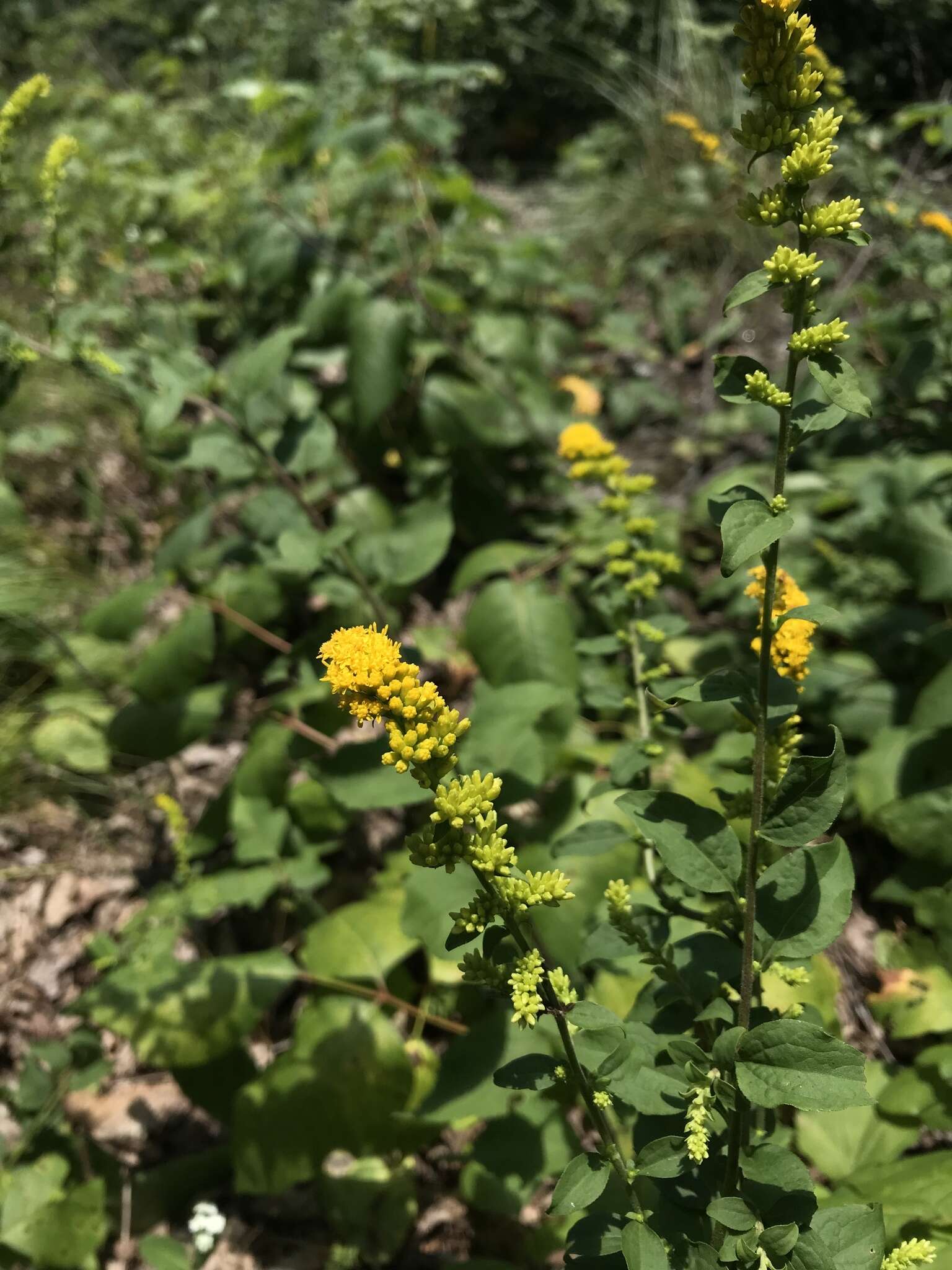 Image of autumn goldenrod