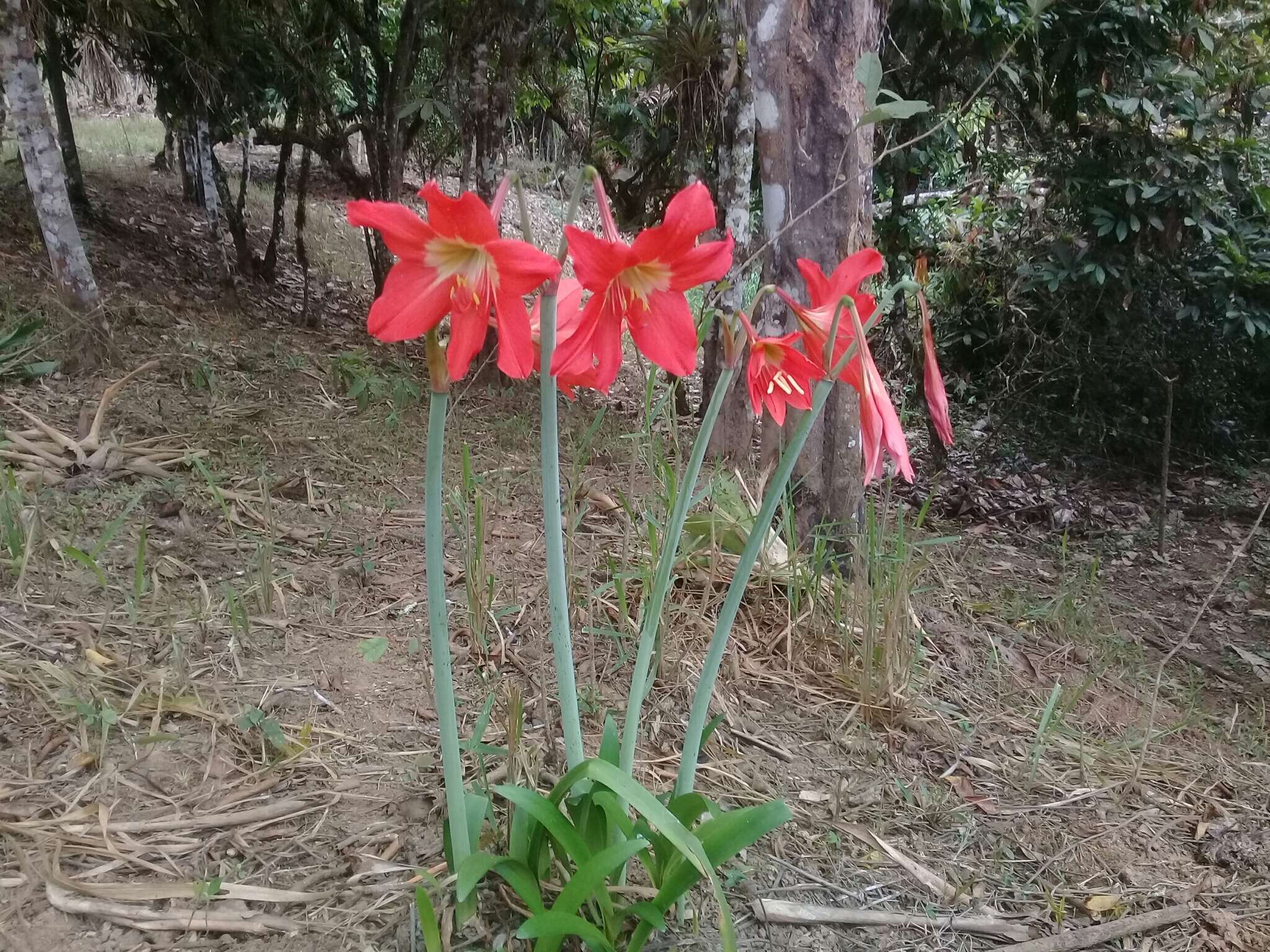 Imagem de Hippeastrum puniceum (Lam.) Voss