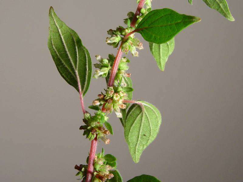 Image of pellitory-of-the-wall