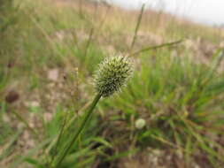 Eryngium zosterifolium H. Wolff resmi