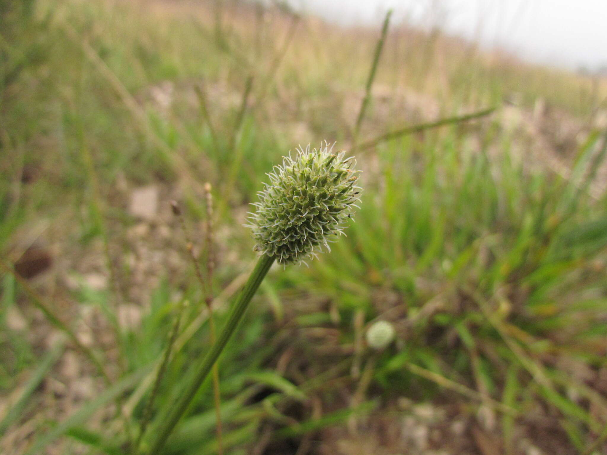 Plancia ëd Eryngium zosterifolium H. Wolff