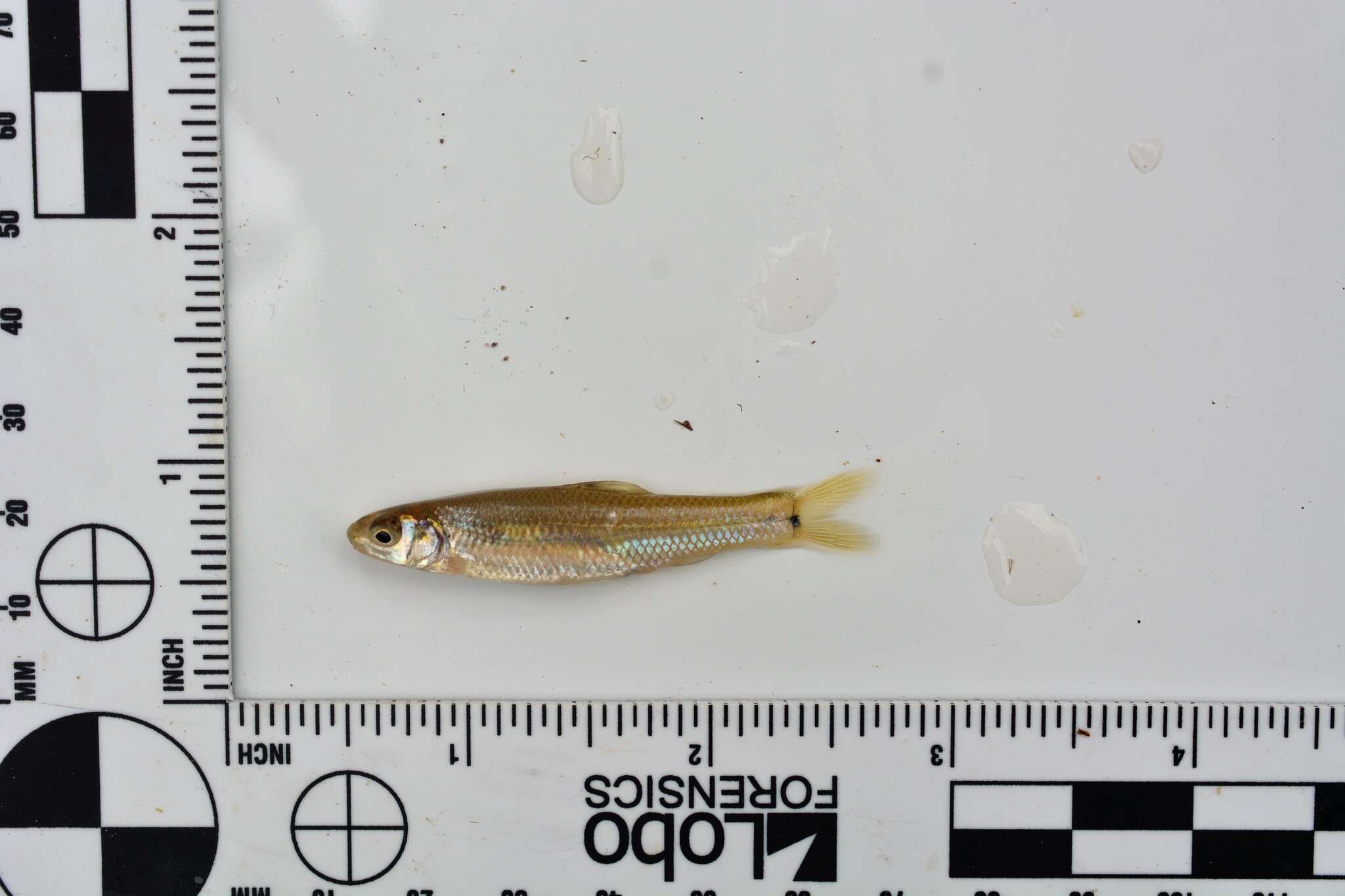 Image of Bullhead Minnow