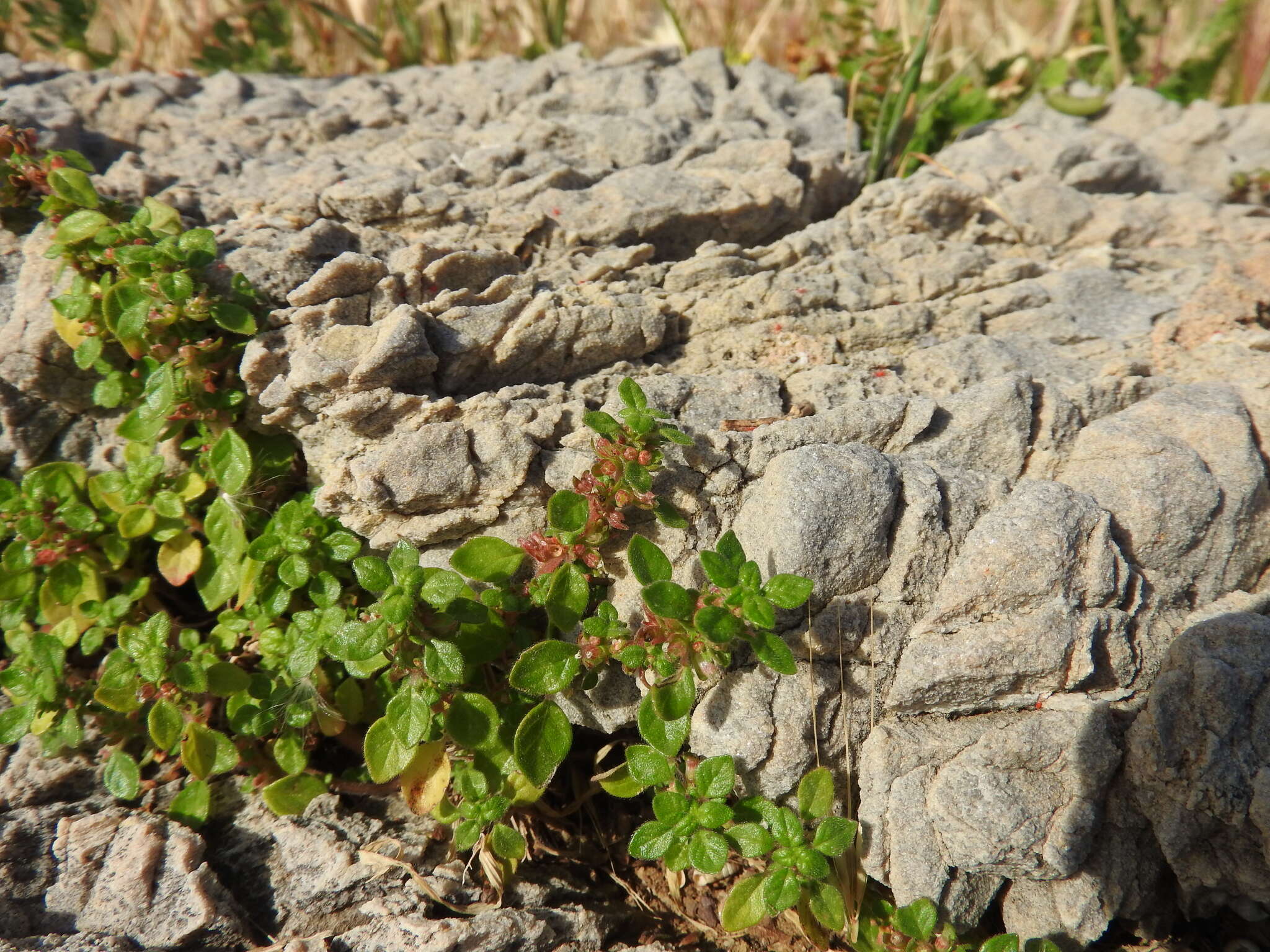 Image of Parietaria cretica L.