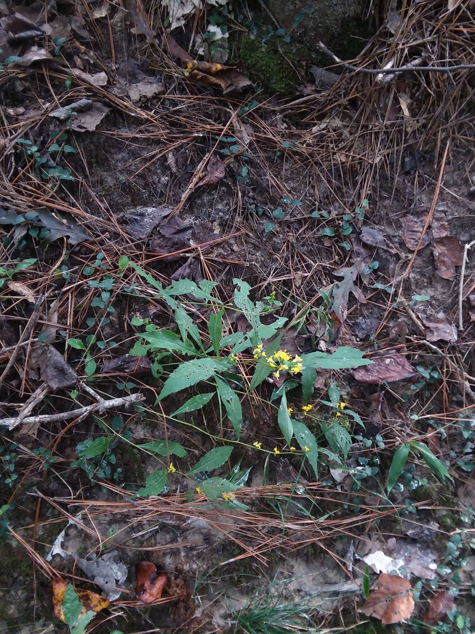 Sivun Solidago caesia var. zedia R. E. Cook & Semple kuva