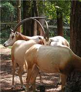 Image of Scimitar-horned Oryx