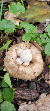 Image of Psathyrella epimyces (Peck) A. H. Sm. 1972