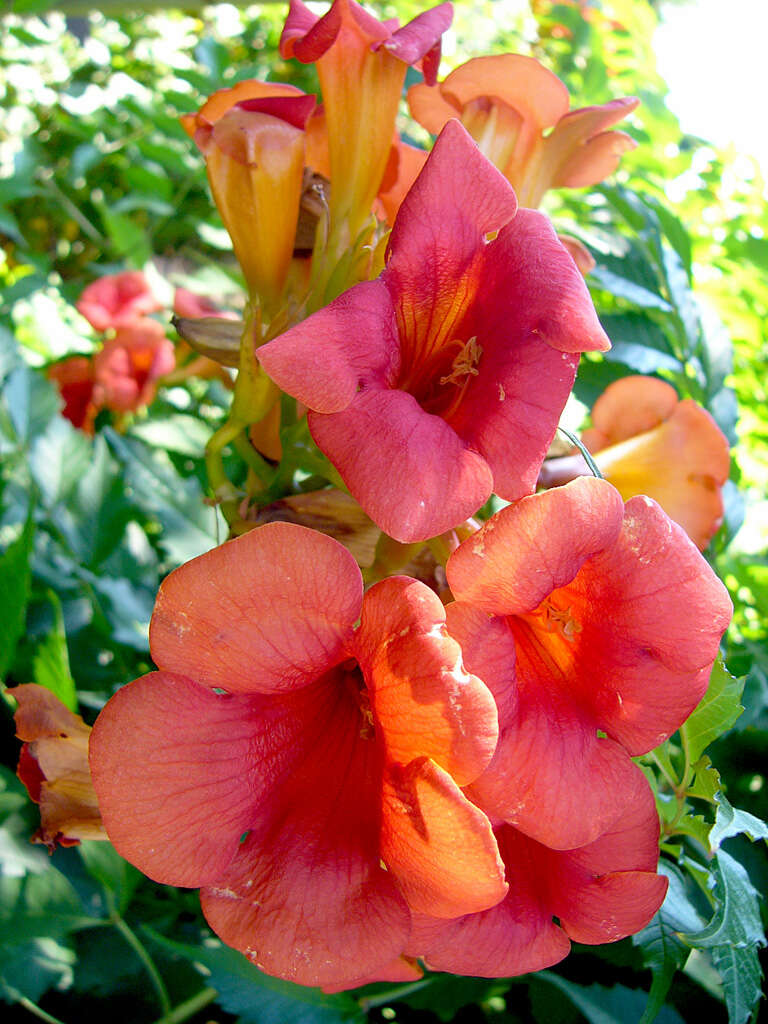 Image of Chinese Trumpet Vine