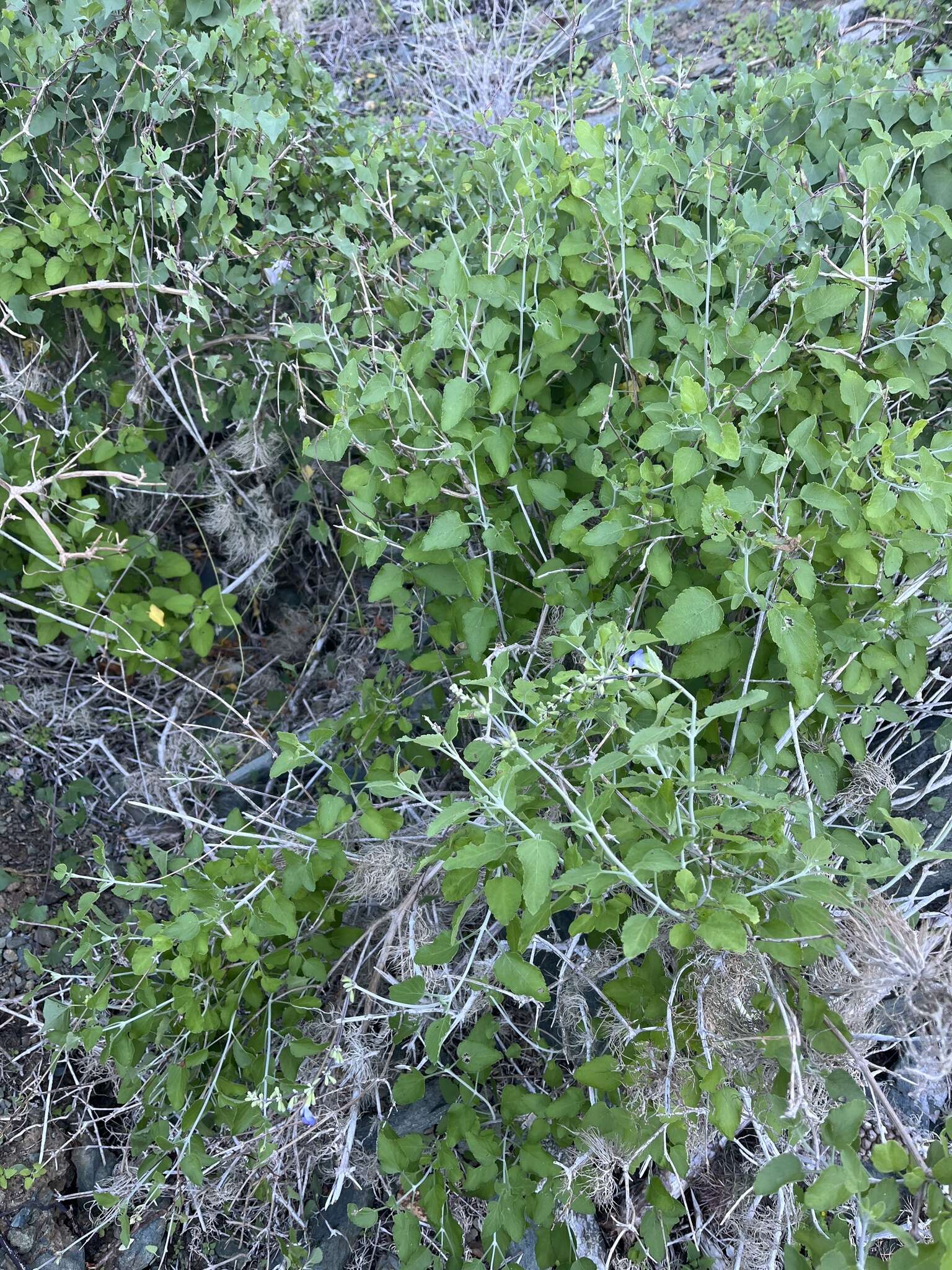 Imagem de Salvia cedrosensis Greene
