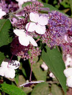 Sivun Hydrangea aspera Buch.-Ham. ex D. Don kuva