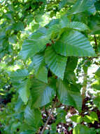 Imagem de Betula chinensis Maxim.