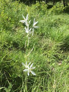 Image of St. Bernard’s lily