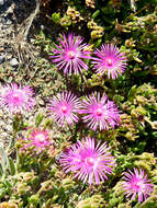 Imagem de Delosperma cooperi (Hook. fil.) L. Bol.