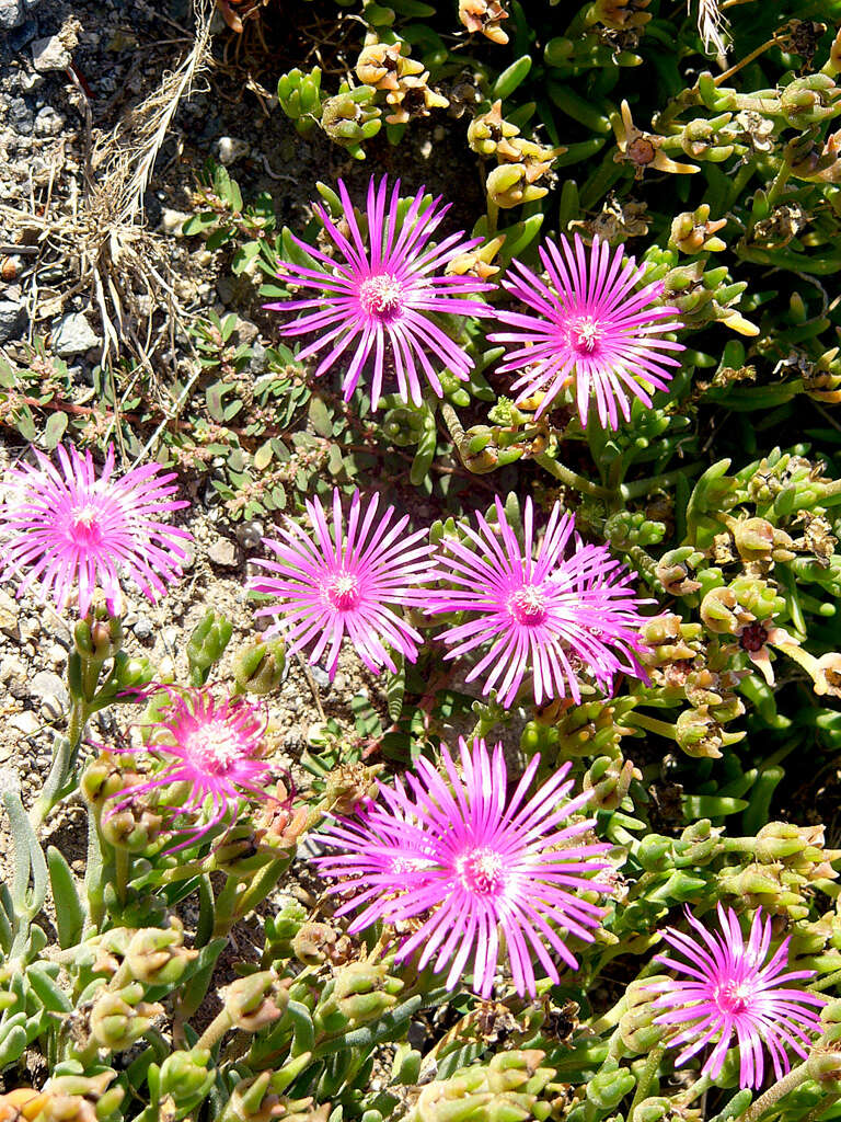 Imagem de Delosperma cooperi (Hook. fil.) L. Bol.