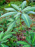 Image of Impatiens omeiana Hook. fil.