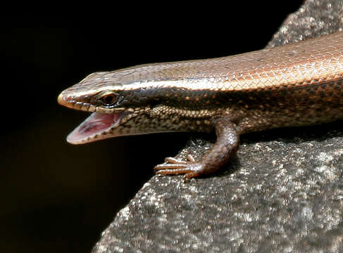 Image de Eutropis macularia (Blyth 1853)