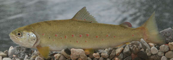 Image of Adriatic Salmon