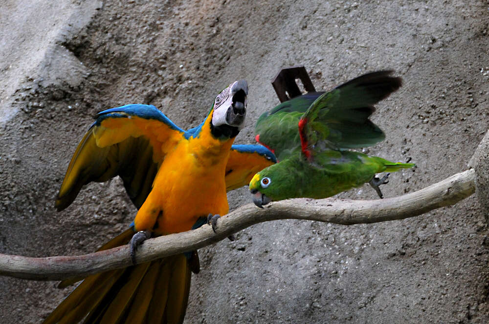 Image of Yellow-crowned Parrot, Yellow-crowned Amazon