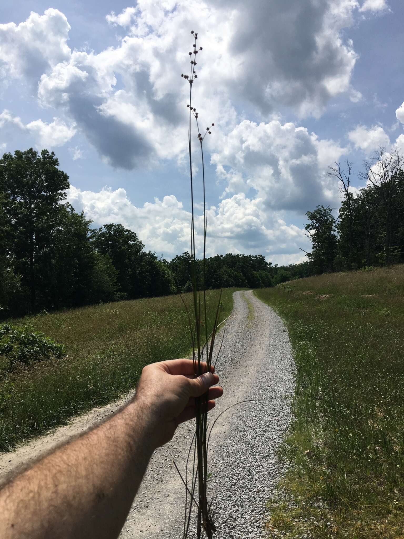 Plancia ëd Juncus acuminatus Michx.